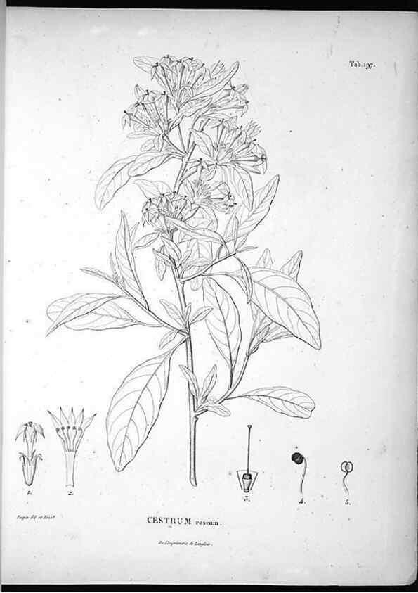 Reproducción/Reproduction 49556456361: Nova genera et species plantarum :. Antverpiae :Ex officina Christophori Plantini ...,1576.. 
