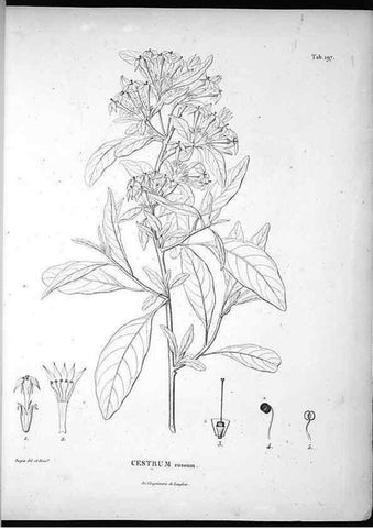 Reproducción/Reproduction 49556456361: Nova genera et species plantarum :. Antverpiae :Ex officina Christophori Plantini ...,1576.. 