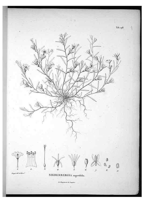 Reproducción/Reproduction 49555961438: Nova genera et species plantarum :. Antverpiae :Ex officina Christophori Plantini ...,1576.. 