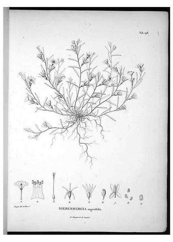 Reproducción/Reproduction 49555961438: Nova genera et species plantarum :. Antverpiae :Ex officina Christophori Plantini ...,1576.. 