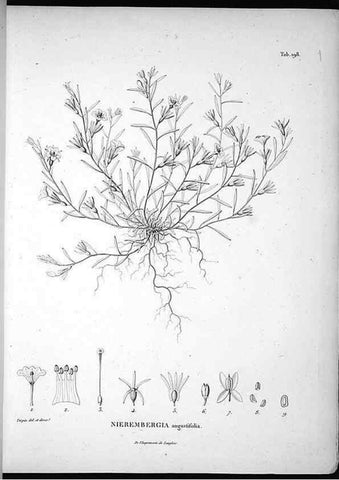 Reproducción/Reproduction 49555961438: Nova genera et species plantarum :. Antverpiae :Ex officina Christophori Plantini ...,1576.. 