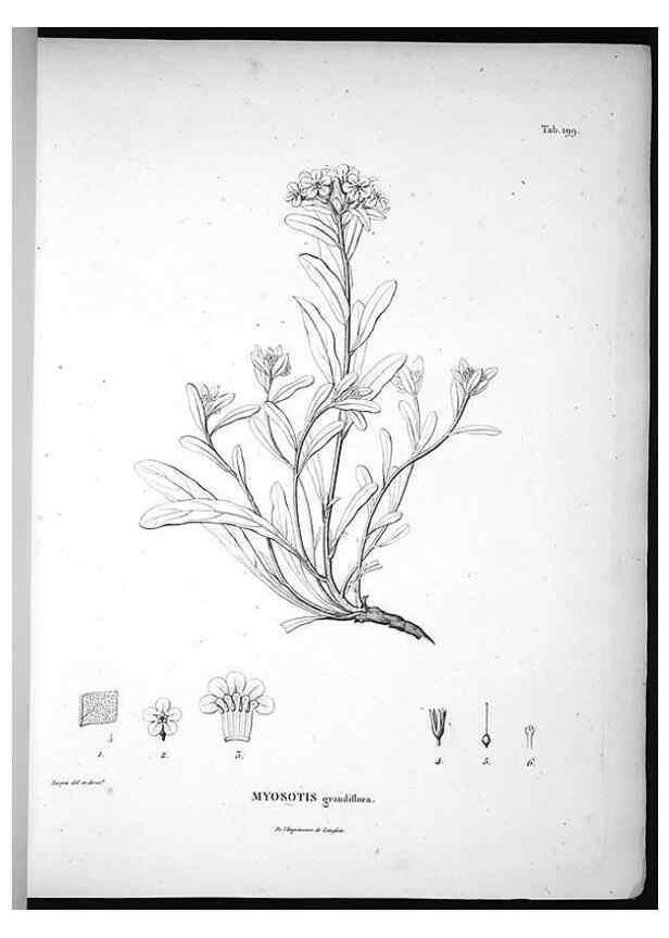 Reproducción/Reproduction 49556692997: Nova genera et species plantarum :. Antverpiae :Ex officina Christophori Plantini ...,1576.. 