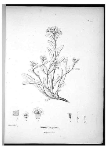 Reproducción/Reproduction 49556692997: Nova genera et species plantarum :. Antverpiae :Ex officina Christophori Plantini ...,1576.. 
