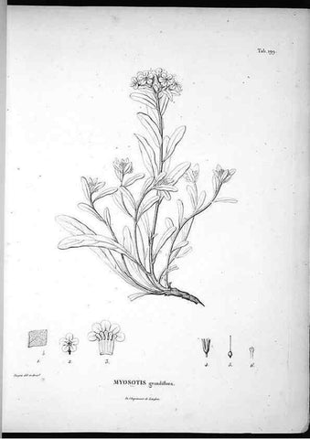 Reproducción/Reproduction 49556692997: Nova genera et species plantarum :. Antverpiae :Ex officina Christophori Plantini ...,1576.. 