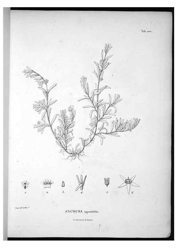 Reproducción/Reproduction 49556456851: Nova genera et species plantarum :. Antverpiae :Ex officina Christophori Plantini ...,1576.. 