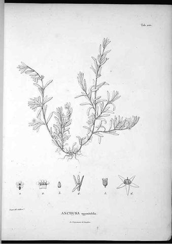 Reproducción/Reproduction 49556456851: Nova genera et species plantarum :. Antverpiae :Ex officina Christophori Plantini ...,1576.. 