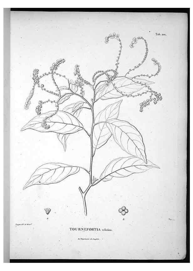 Reproducción/Reproduction 49555961898: Nova genera et species plantarum :. Antverpiae :Ex officina Christophori Plantini ...,1576.. 