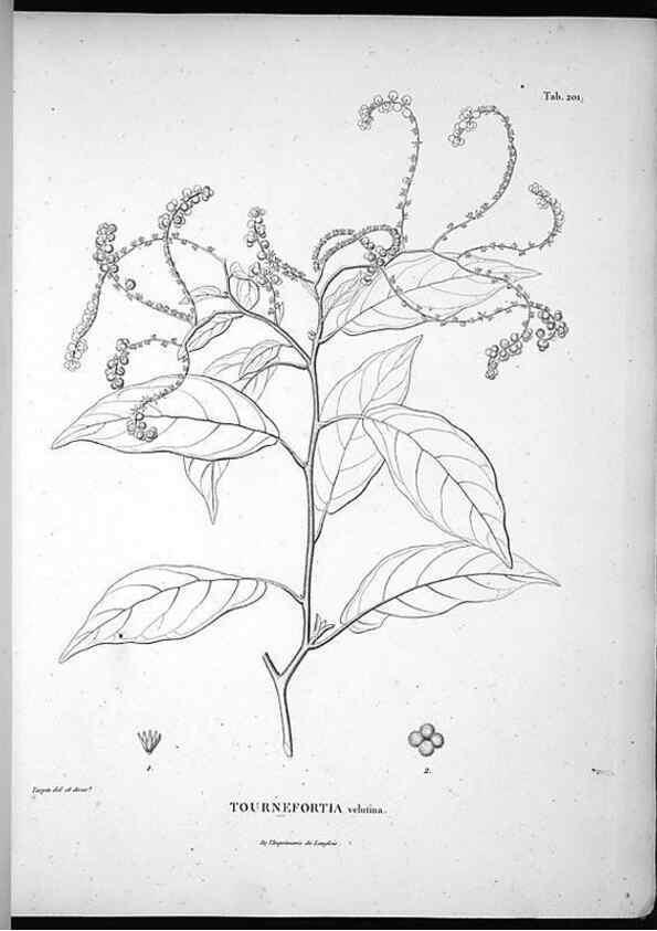 Reproducción/Reproduction 49555961898: Nova genera et species plantarum :. Antverpiae :Ex officina Christophori Plantini ...,1576.. 