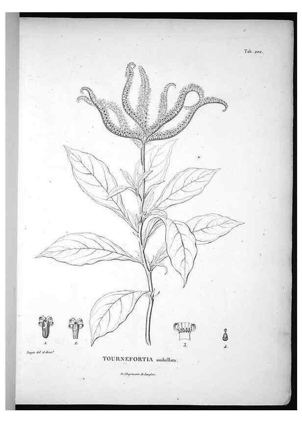 Reproducción/Reproduction 49555962038: Nova genera et species plantarum :. Antverpiae :Ex officina Christophori Plantini ...,1576.. 