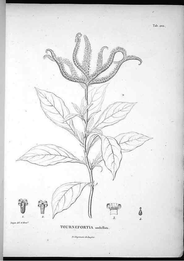 Reproducción/Reproduction 49555962038: Nova genera et species plantarum :. Antverpiae :Ex officina Christophori Plantini ...,1576.. 