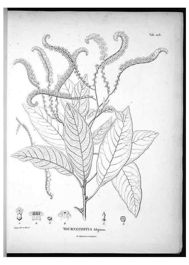 Reproducción/Reproduction 49556457286: Nova genera et species plantarum :. Antverpiae :Ex officina Christophori Plantini ...,1576.. 