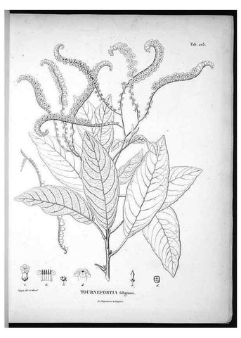 Reproducción/Reproduction 49556457286: Nova genera et species plantarum :. Antverpiae :Ex officina Christophori Plantini ...,1576.. 