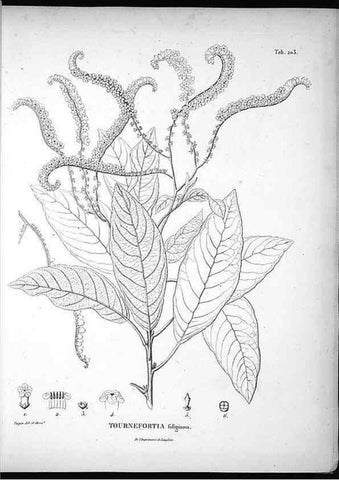 Reproducción/Reproduction 49556457286: Nova genera et species plantarum :. Antverpiae :Ex officina Christophori Plantini ...,1576.. 