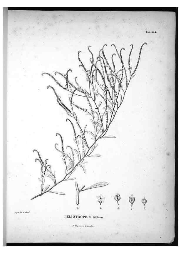 Reproducción/Reproduction 49555962373: Nova genera et species plantarum :. Antverpiae :Ex officina Christophori Plantini ...,1576.. 