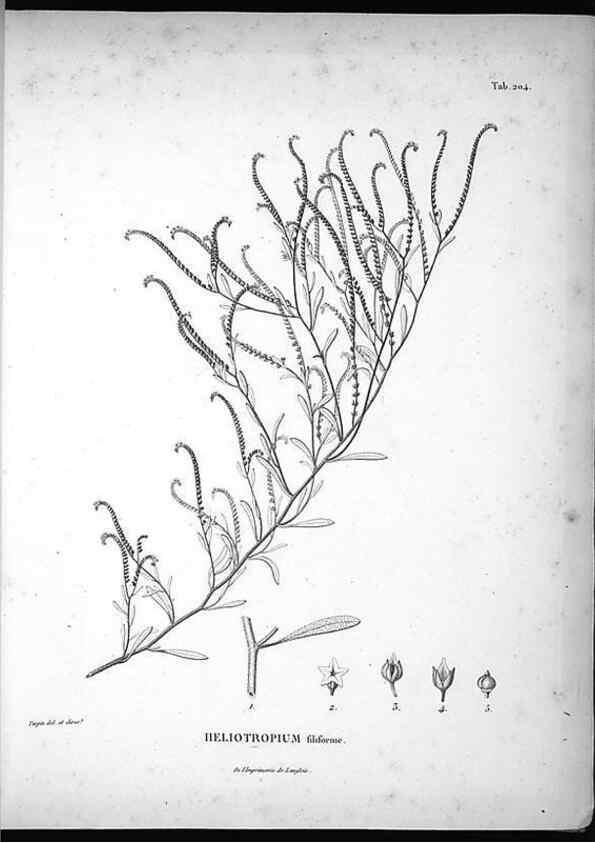 Reproducción/Reproduction 49555962373: Nova genera et species plantarum :. Antverpiae :Ex officina Christophori Plantini ...,1576.. 
