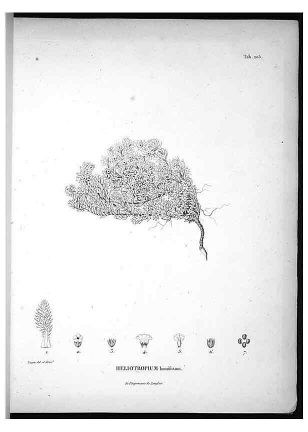 Reproducción/Reproduction 49555962558: Nova genera et species plantarum :. Antverpiae :Ex officina Christophori Plantini ...,1576.. 