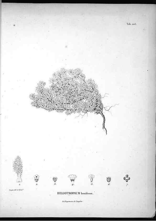 Reproducción/Reproduction 49555962558: Nova genera et species plantarum :. Antverpiae :Ex officina Christophori Plantini ...,1576.. 