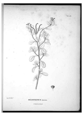 Reproducción/Reproduction 49555962773: Nova genera et species plantarum :. Antverpiae :Ex officina Christophori Plantini ...,1576.. 