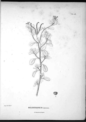 Reproducción/Reproduction 49555962773: Nova genera et species plantarum :. Antverpiae :Ex officina Christophori Plantini ...,1576.. 