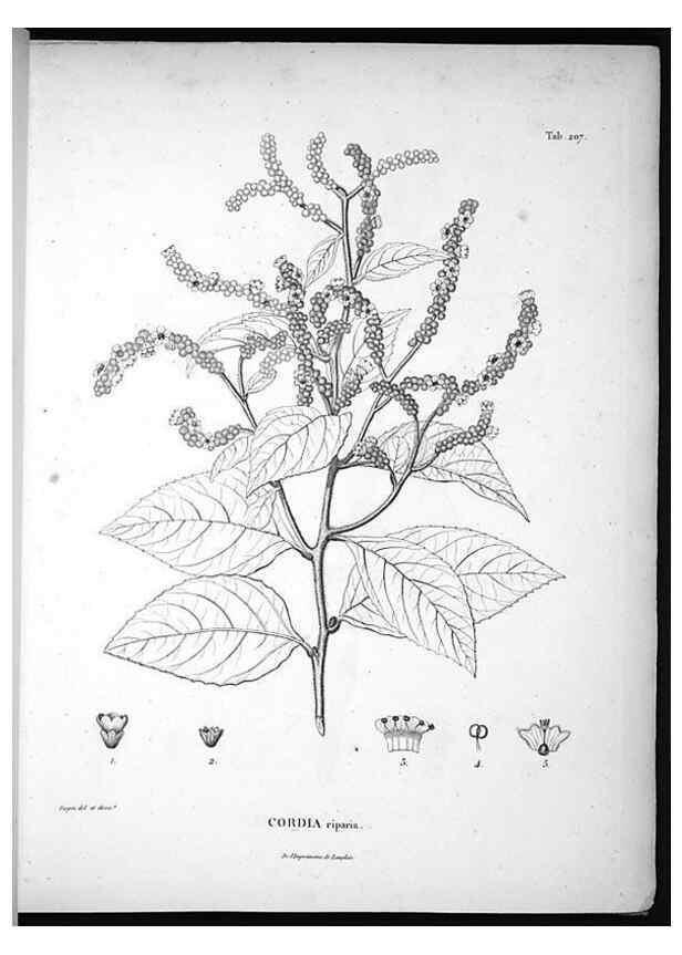 Reproducción/Reproduction 49556457916: Nova genera et species plantarum :. Antverpiae :Ex officina Christophori Plantini ...,1576.. 