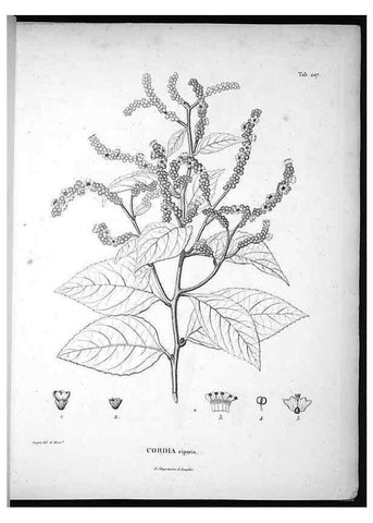 Reproducción/Reproduction 49556457916: Nova genera et species plantarum :. Antverpiae :Ex officina Christophori Plantini ...,1576.. 