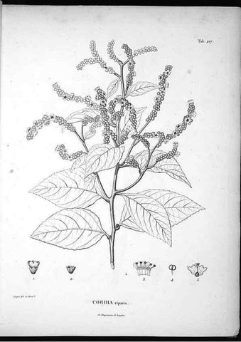 Reproducción/Reproduction 49556457916: Nova genera et species plantarum :. Antverpiae :Ex officina Christophori Plantini ...,1576.. 