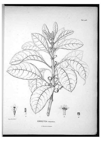 Reproducción/Reproduction 49556694512: Nova genera et species plantarum :. Antverpiae :Ex officina Christophori Plantini ...,1576.. 