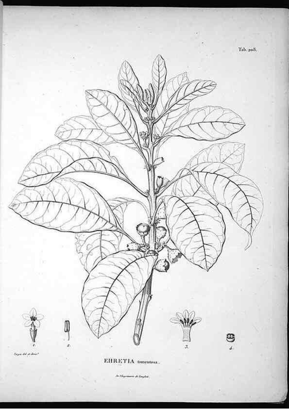 Reproducción/Reproduction 49556694512: Nova genera et species plantarum :. Antverpiae :Ex officina Christophori Plantini ...,1576.. 