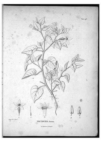 Reproducción/Reproduction 49556691927: Nova genera et species plantarum :. Antverpiae :Ex officina Christophori Plantini ...,1576.. 