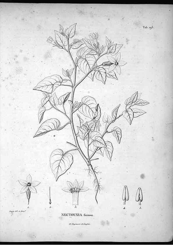 Reproducción/Reproduction 49556691927: Nova genera et species plantarum :. Antverpiae :Ex officina Christophori Plantini ...,1576.. 