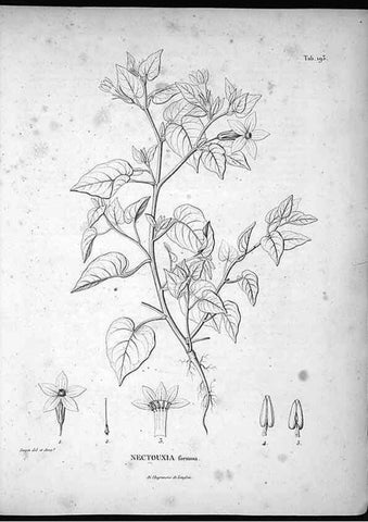 Reproducción/Reproduction 49556691927: Nova genera et species plantarum :. Antverpiae :Ex officina Christophori Plantini ...,1576.. 