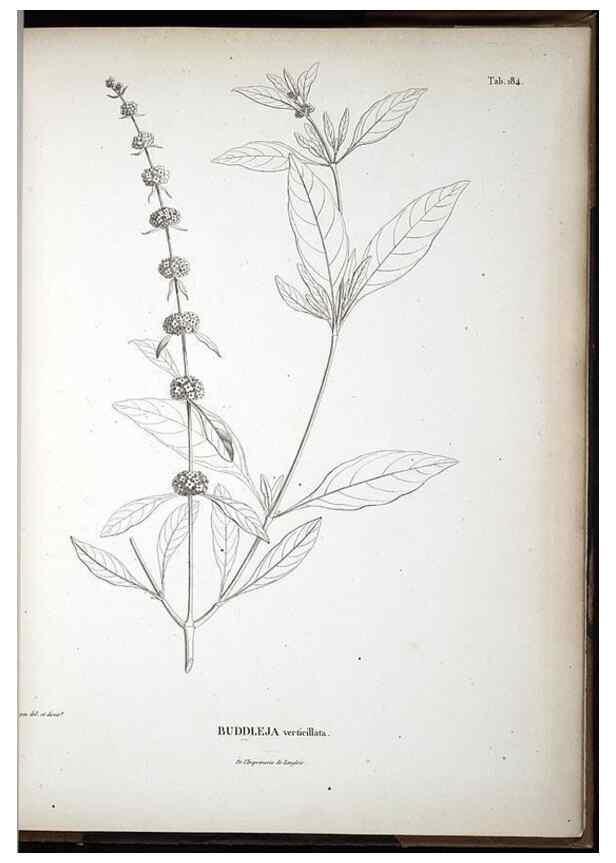 Reproducción/Reproduction 49555928098: Nova genera et species plantarum :. Antverpiae :Ex officina Christophori Plantini ...,1576.. 