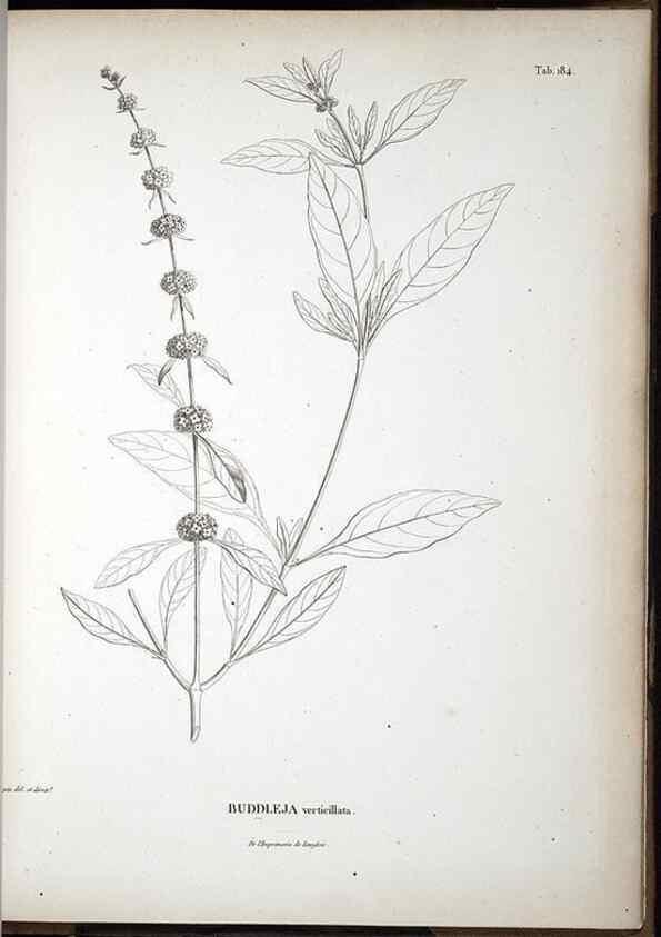 Reproducción/Reproduction 49555928098: Nova genera et species plantarum :. Antverpiae :Ex officina Christophori Plantini ...,1576.. 