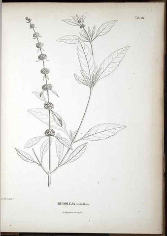 Reproducción/Reproduction 49555928098: Nova genera et species plantarum :. Antverpiae :Ex officina Christophori Plantini ...,1576.. 