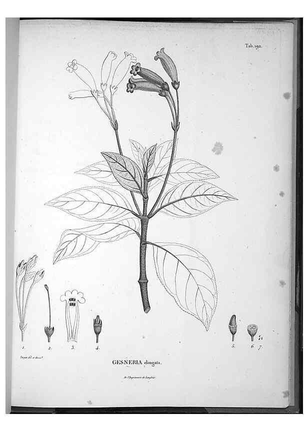 Reproducción/Reproduction 49556658697: Nova genera et species plantarum :. Antverpiae :Ex officina Christophori Plantini ...,1576.. 