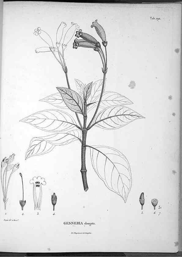 Reproducción/Reproduction 49556658697: Nova genera et species plantarum :. Antverpiae :Ex officina Christophori Plantini ...,1576.. 