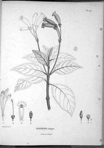 Reproducción/Reproduction 49556658697: Nova genera et species plantarum :. Antverpiae :Ex officina Christophori Plantini ...,1576.. 