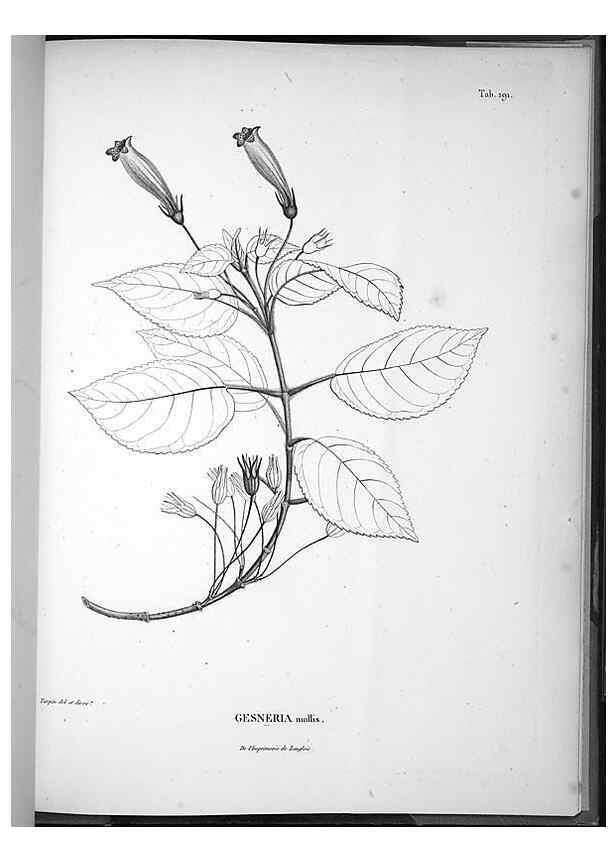 Reproducción/Reproduction 49555927803: Nova genera et species plantarum :. Antverpiae :Ex officina Christophori Plantini ...,1576.. 