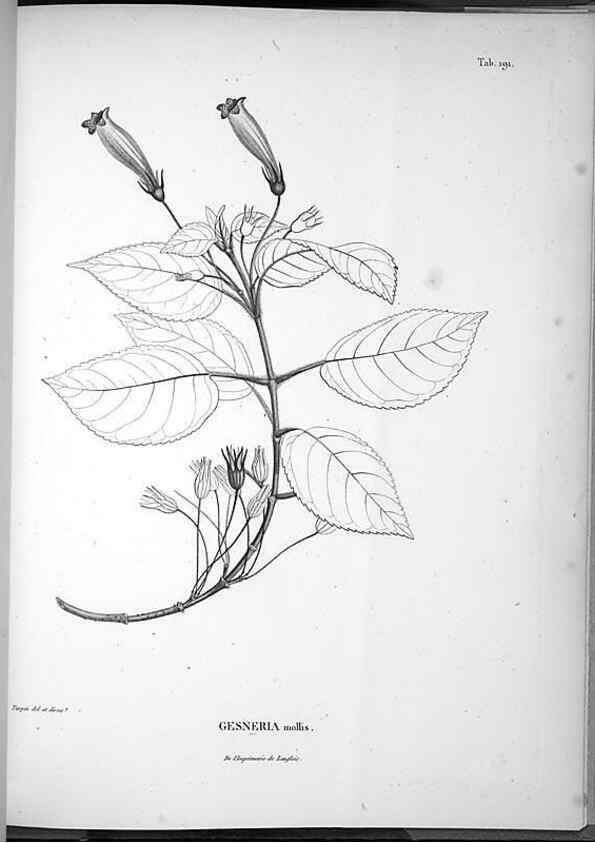 Reproducción/Reproduction 49555927803: Nova genera et species plantarum :. Antverpiae :Ex officina Christophori Plantini ...,1576.. 