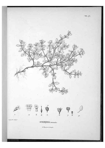 Reproducción/Reproduction 49555924843: Nova genera et species plantarum :. Antverpiae :Ex officina Christophori Plantini ...,1576.. 
