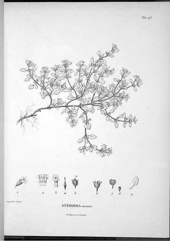 Reproducción/Reproduction 49555924843: Nova genera et species plantarum :. Antverpiae :Ex officina Christophori Plantini ...,1576.. 