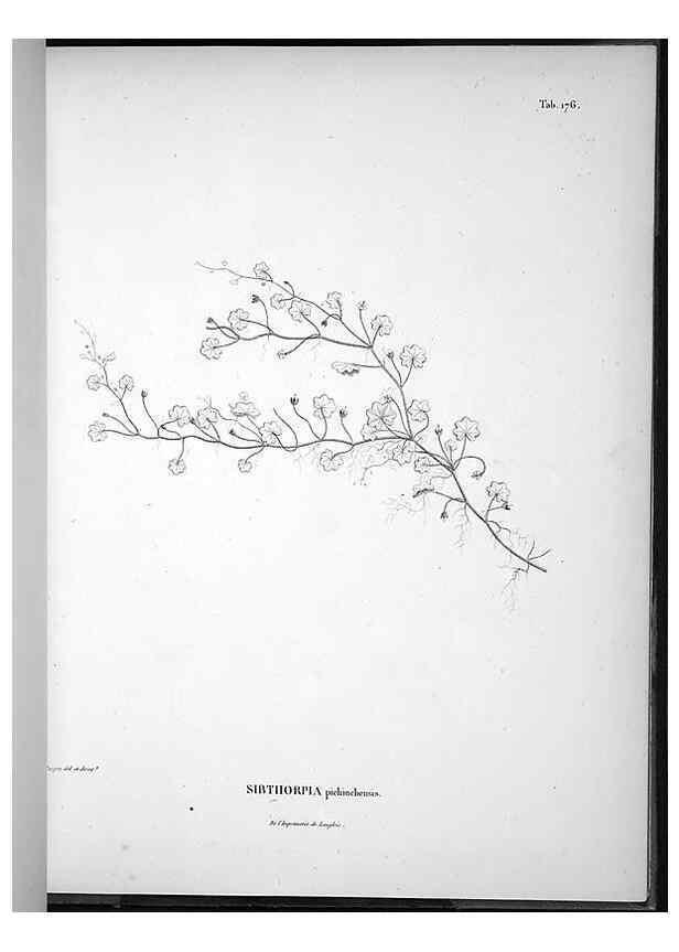 Reproducción/Reproduction 49555924978: Nova genera et species plantarum :. Antverpiae :Ex officina Christophori Plantini ...,1576.. 