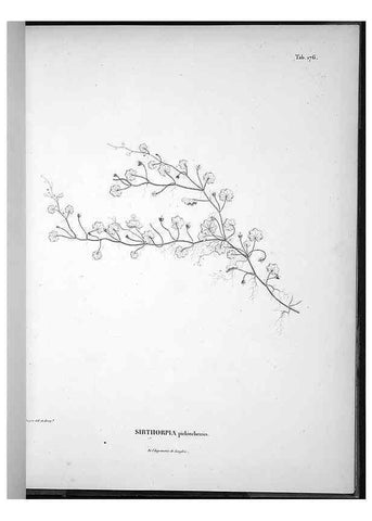 Reproducción/Reproduction 49555924978: Nova genera et species plantarum :. Antverpiae :Ex officina Christophori Plantini ...,1576.. 