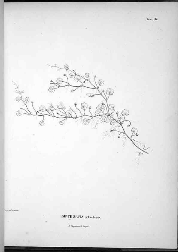 Reproducción/Reproduction 49555924978: Nova genera et species plantarum :. Antverpiae :Ex officina Christophori Plantini ...,1576.. 