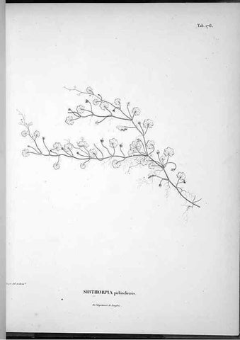 Reproducción/Reproduction 49555924978: Nova genera et species plantarum :. Antverpiae :Ex officina Christophori Plantini ...,1576.. 