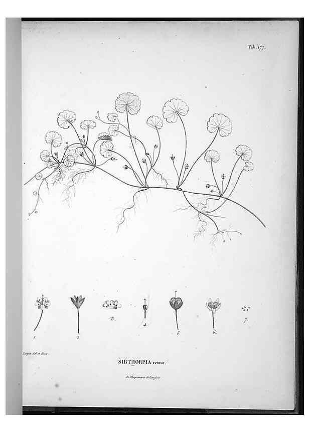 Reproducción/Reproduction 49556420151: Nova genera et species plantarum :. Antverpiae :Ex officina Christophori Plantini ...,1576.. 