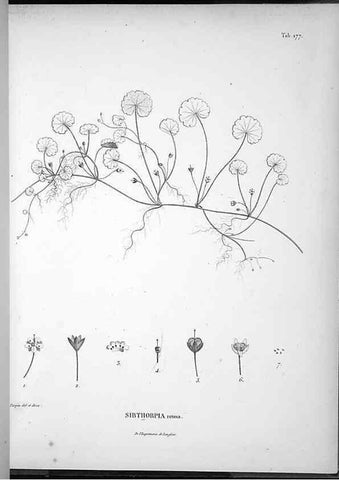 Reproducción/Reproduction 49556420151: Nova genera et species plantarum :. Antverpiae :Ex officina Christophori Plantini ...,1576.. 