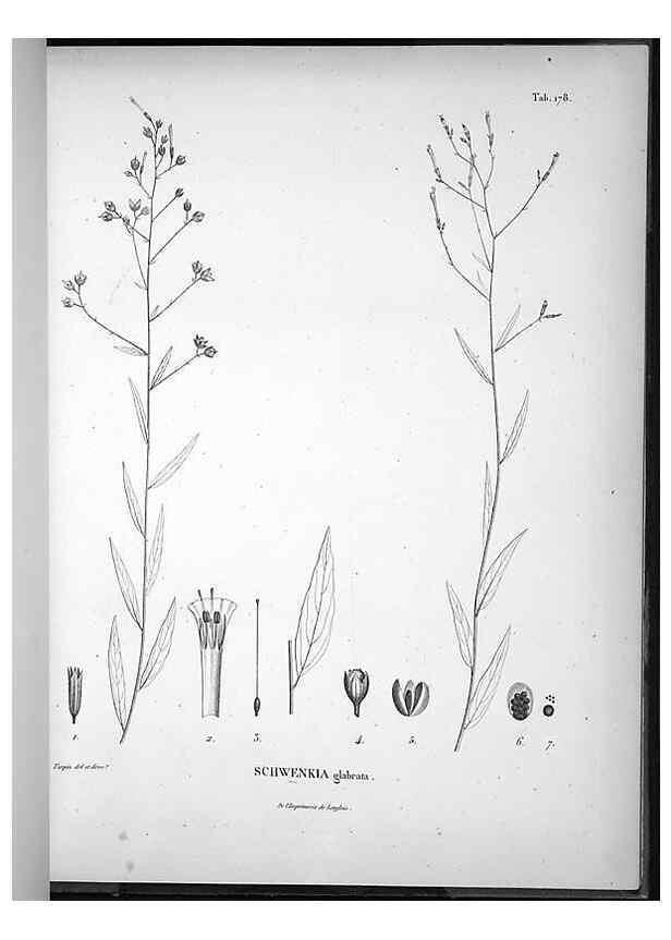 Reproducción/Reproduction 49556420346: Nova genera et species plantarum :. Antverpiae :Ex officina Christophori Plantini ...,1576.. 