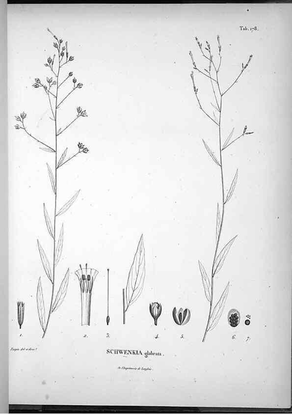 Reproducción/Reproduction 49556420346: Nova genera et species plantarum :. Antverpiae :Ex officina Christophori Plantini ...,1576.. 