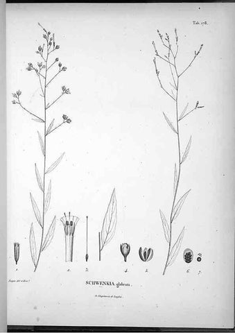Reproducción/Reproduction 49556420346: Nova genera et species plantarum :. Antverpiae :Ex officina Christophori Plantini ...,1576.. 